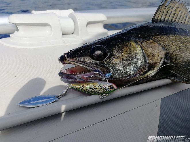 Изображение 17 : Kosadaka Fish Darts - правильный спиннер.
