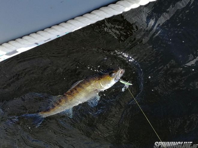 Изображение 27 : Kosadaka Fish Darts - правильный спиннер.