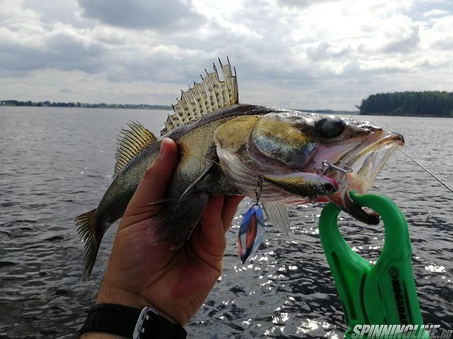Изображение 30 : Kosadaka Fish Darts - правильный спиннер.